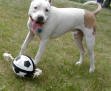 staffie_and_football.jpg