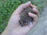 hedge1.jpg