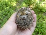 hedge5.jpg