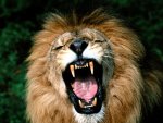 lion, African 2.jpg