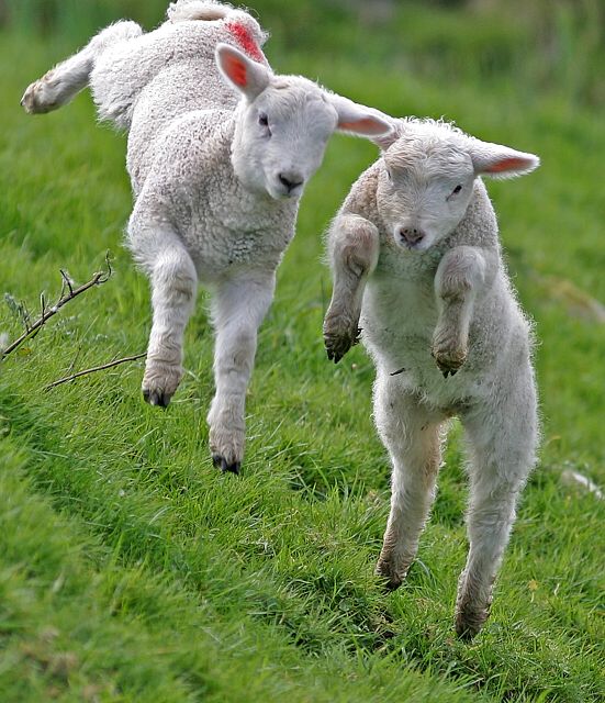 lambs-leaping.jpg